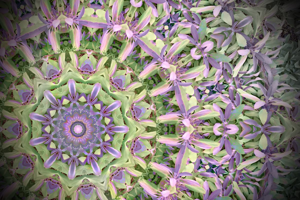Salvia - Sage